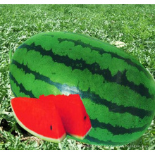 HW03 Cengsou big oval blight green F1 hybrid watermelon seeds for planting